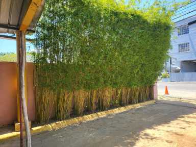 https://admin.greenland-garden.com/uploads/1705735372347-bambu-textilis-1-scaled.webp