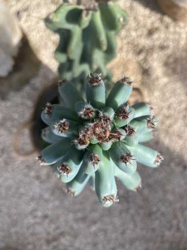 https://admin.greenland-garden.com/uploads/1705772786131-cactus-tresado-1-scaled.webp
