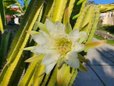 https://admin.greenland-garden.com/uploads/1705799895631-cactus-dama-de-noche-1-scaled.webp