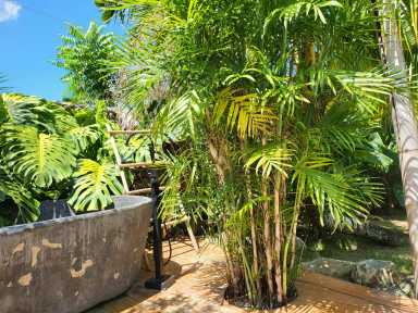 https://admin.greenland-garden.com/uploads/1705832114761-palma-bambu-1-scaled.webp