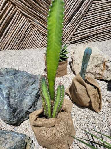 https://admin.greenland-garden.com/uploads/1709180592972-cactus-dama-de-noche-4-scaled-e1689929490758.webp