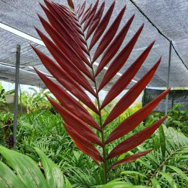 https://admin.greenland-garden.com/uploads/1710123372188-Red-leaf-palm-01-500x500-1.webp