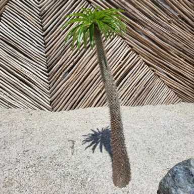 https://admin.greenland-garden.com/uploads/1710124654842-Madagascar-palm-3-500x500-1.webp